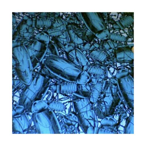 Pulling Teeth / Shin To Shin - Split