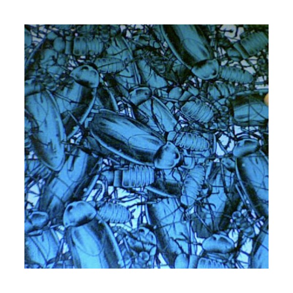 Pulling Teeth / Shin To Shin - Split